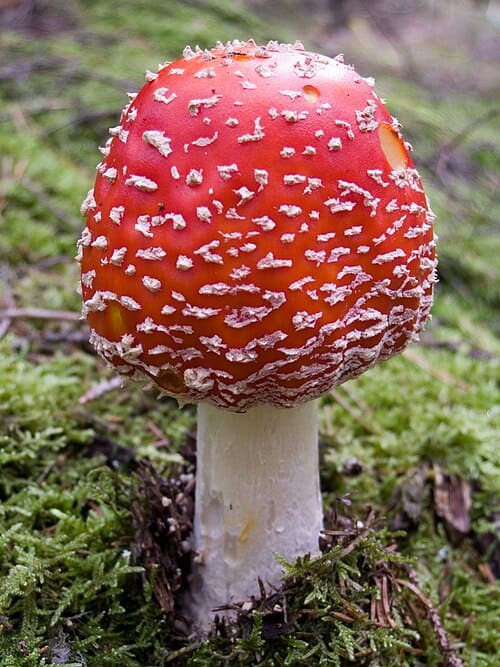 Amanita, standing in for Amanita alba