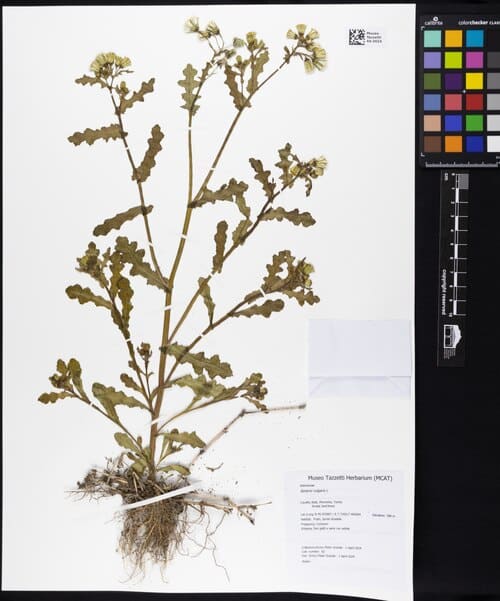 Senecio vulgaris