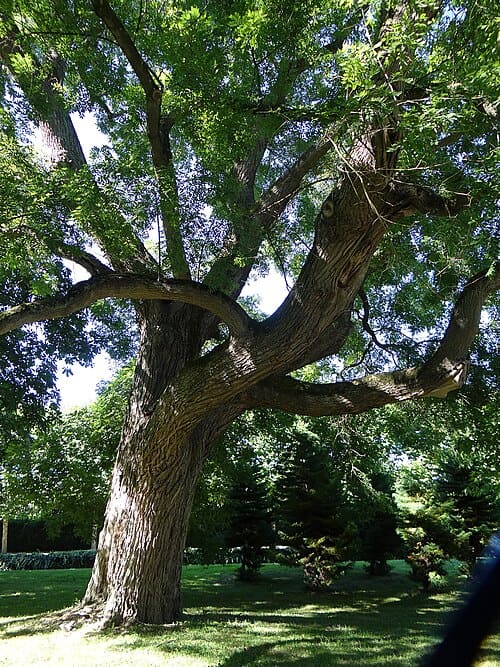 Sophora japonica