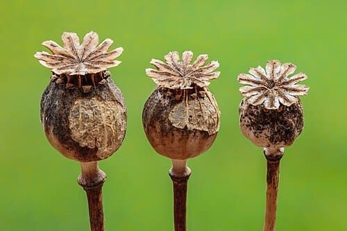 Papaver somniferum