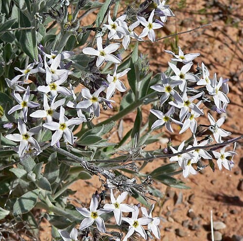 Vinceae, standing in for Rauwolfia indica