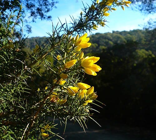 Ulex