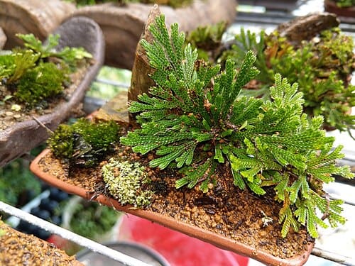 Selaginella sinensis