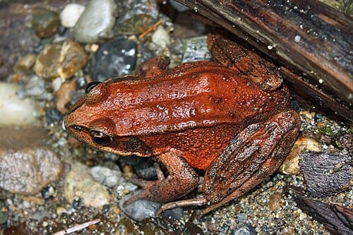 Rana, standing in for Rana angolensis