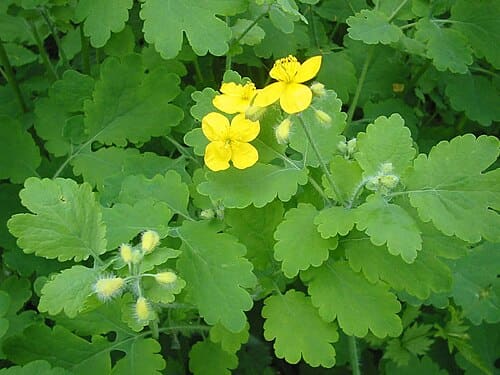 Chelidonium majus