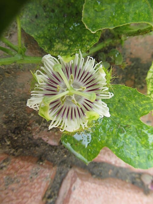 Passiflora foetida