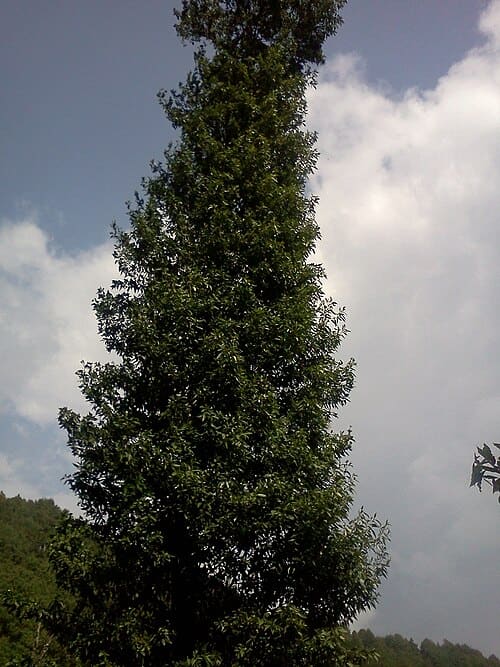 Zanthoxylum oxyphyllum