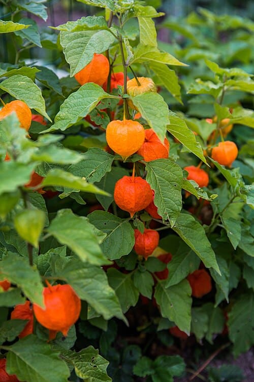 Alkekengi officinarum