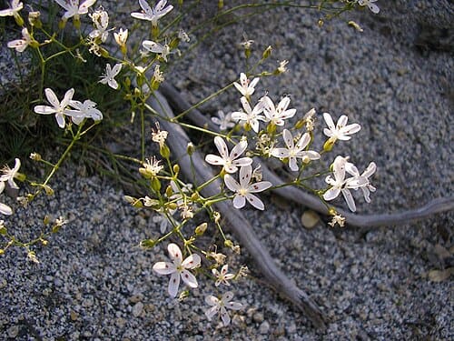 Eremogone, standing in for Eremogone brevipetala