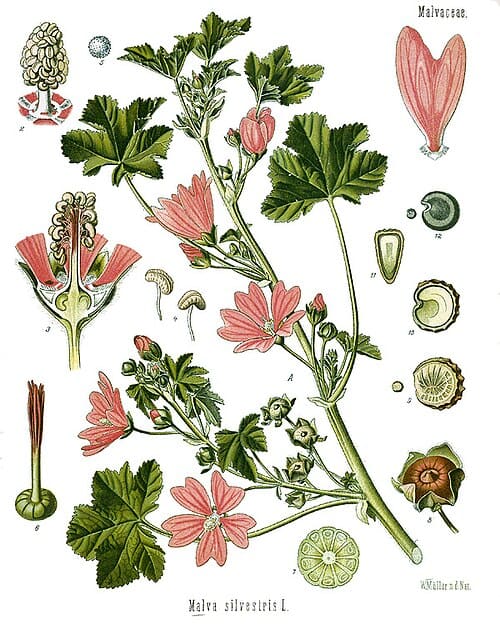 Malva sylvestris