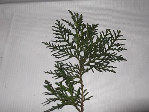 Thuja orientalis