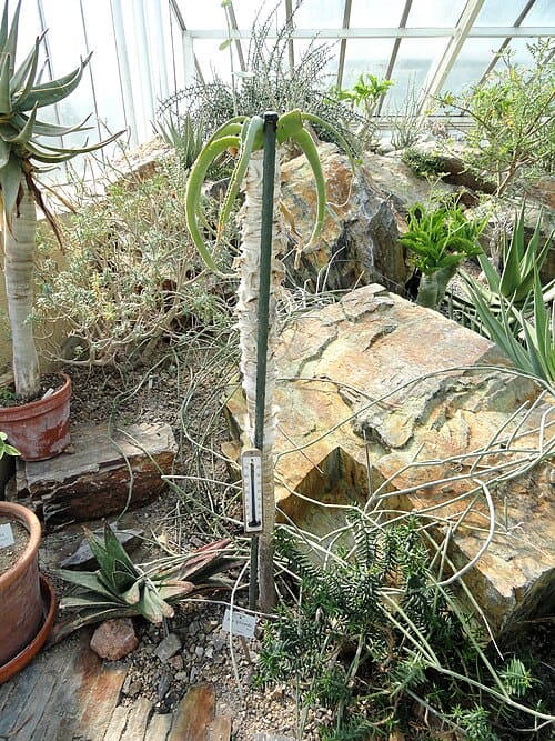 Aloe sabaea