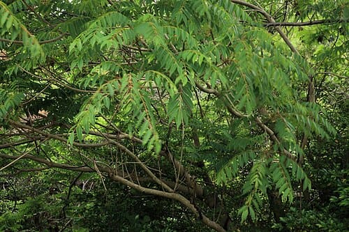 Rhus succedanea