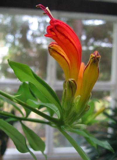 Aeschynanthus, standing in for Aeschynanthus caulescens