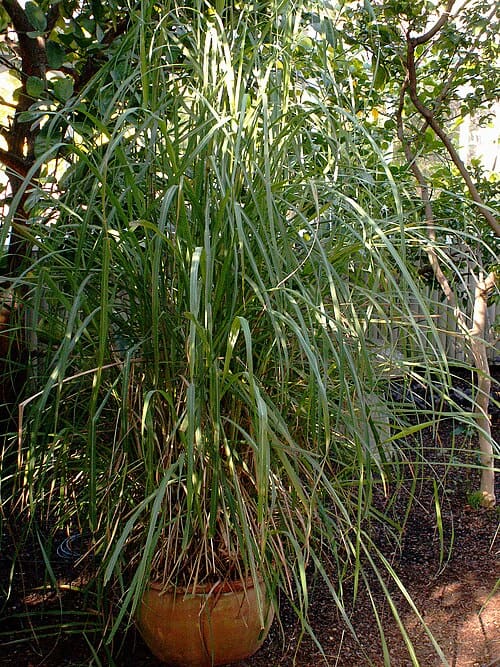 Cymbopogon flexuosus