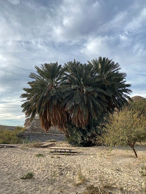 Phoenix dactylifera