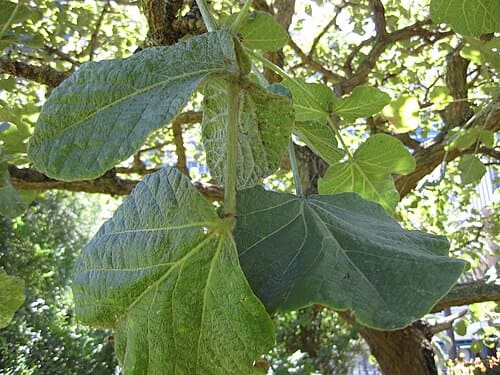 Erythrina latissima