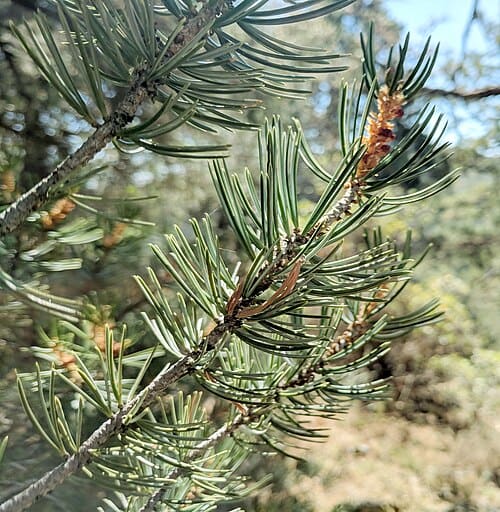 Pinus quadrifolia