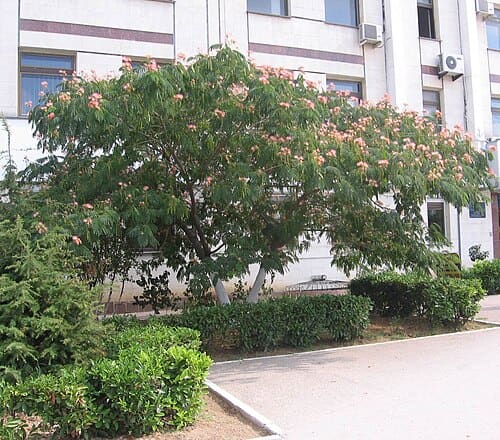 Albizia julibrissin