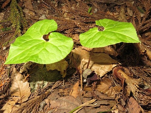 Asarum sieboldii