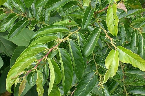Glochidion zeylanicum