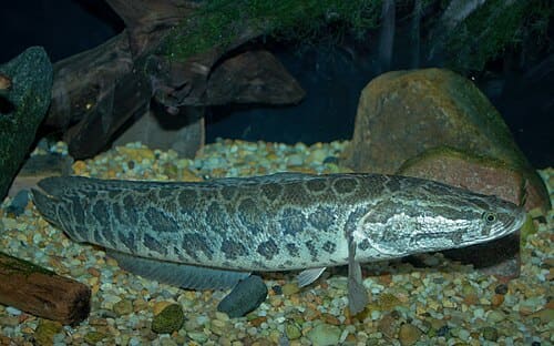 Channa argus