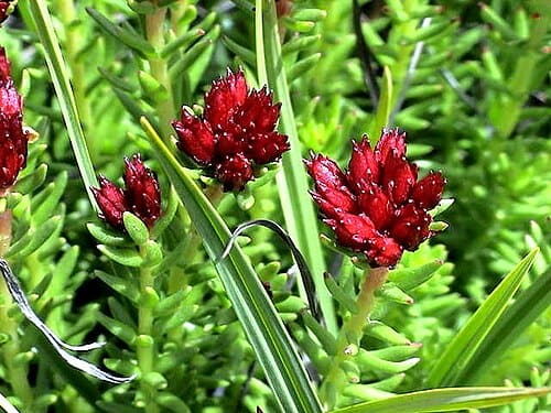 Rhodiola quadrifida