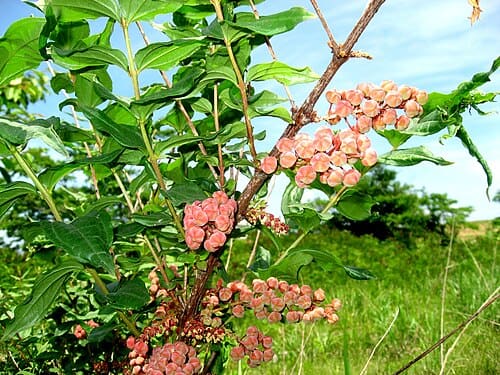 Coriaria japonica
