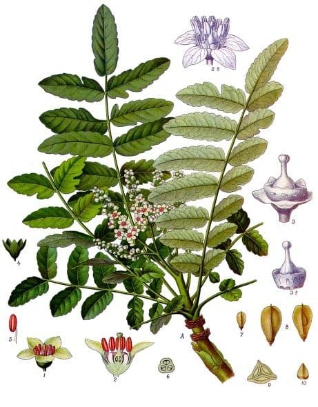 Boswellia, standing in for Boswellia ovalifolia