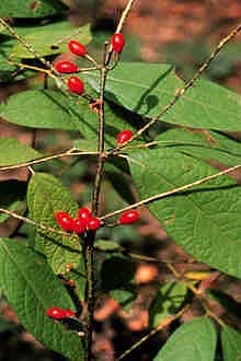 Lindera, standing in for Lindera angustifolia