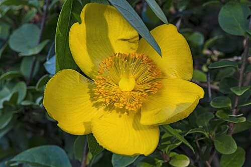 Hypericum, standing in for Hypericum fruit