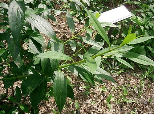Forsythia suspensa
