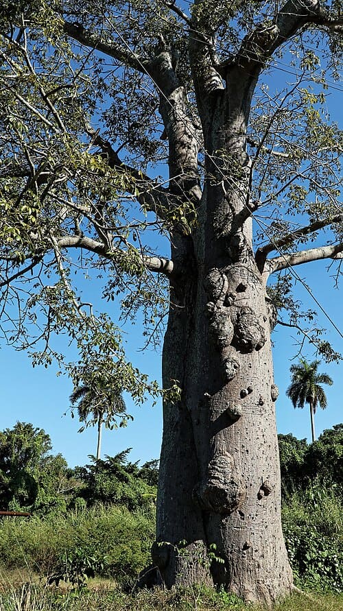 Ceiba pentandra