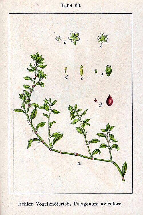 Polygonum aviculare