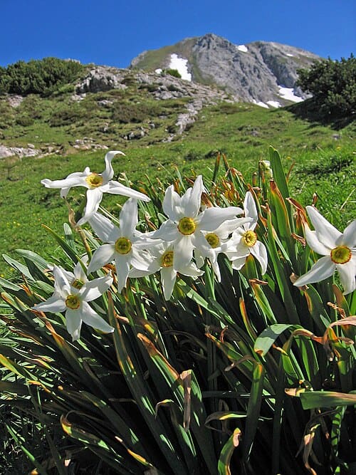 Narcissus poeticus