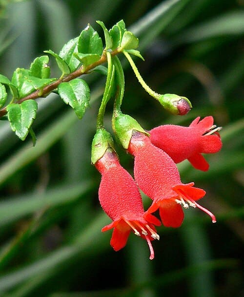 Gesneriaceae, standing in for Stauranthera grandiflora