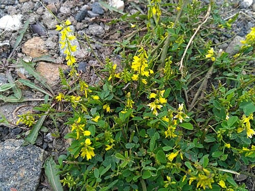 Melilotus suaveolens