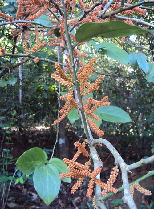 Scleropyrum wallichianum