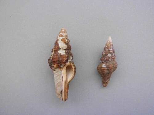 Polygona, standing in for Polygona polyantha