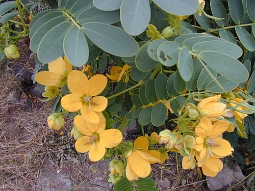 Senna, standing in for Senna acutifolia