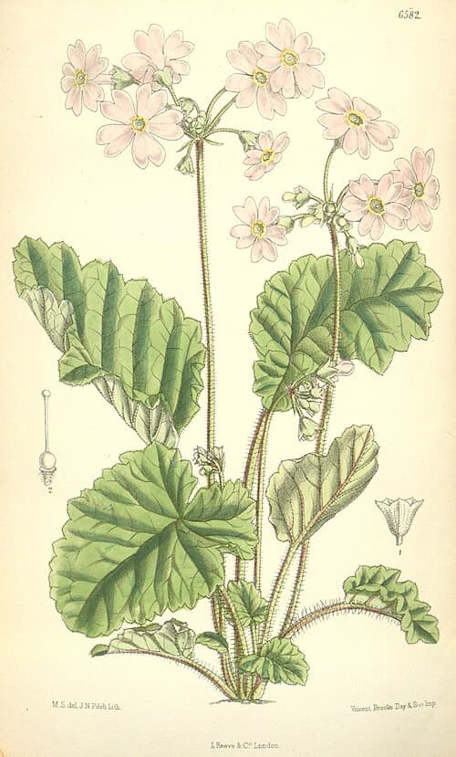 Primula obconica subsp. obconica