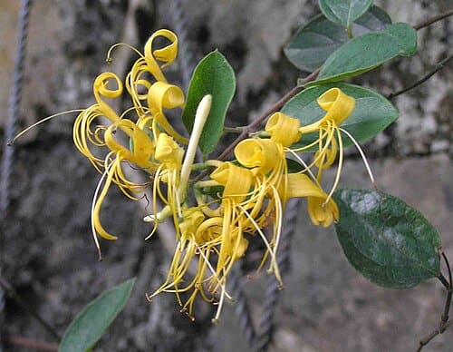 Lonicera confusa