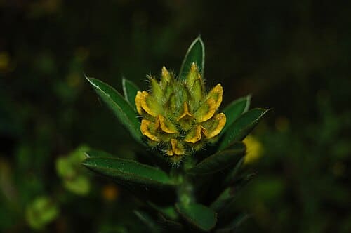 Crotalaria nana