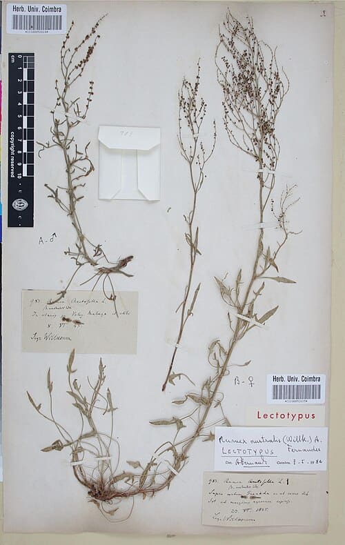 Rumex acetosella