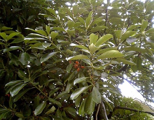 Lithocarpus, standing in for Lithocarpus polystachyus