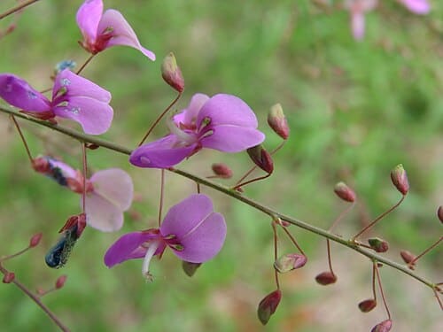 Desmodium, standing in for Desmodium philippinense