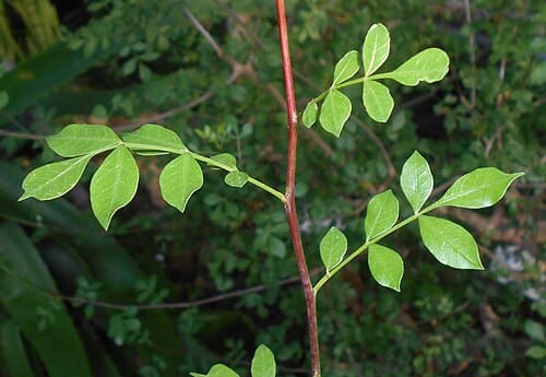 Commiphora kua