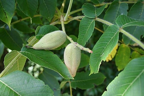 Juglans mandshurica