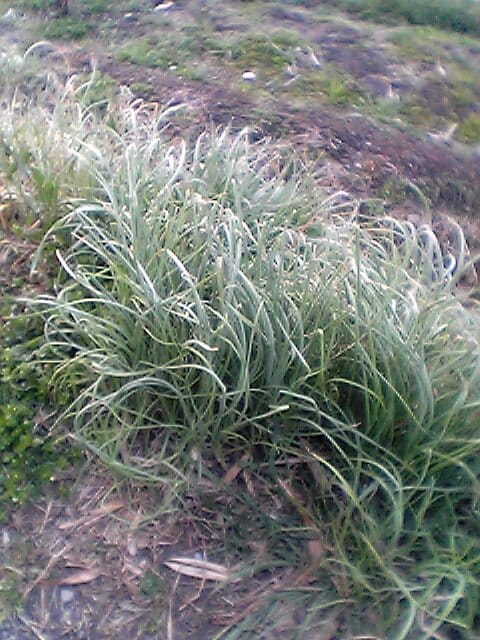 Allium macrostemon