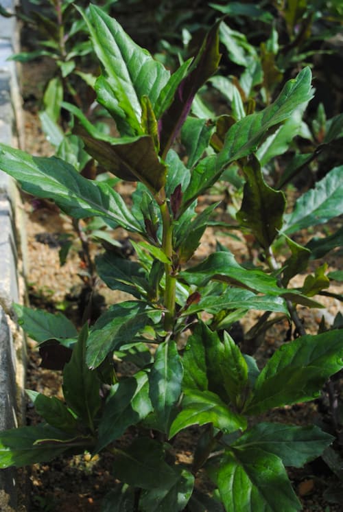 Gynura bicolor